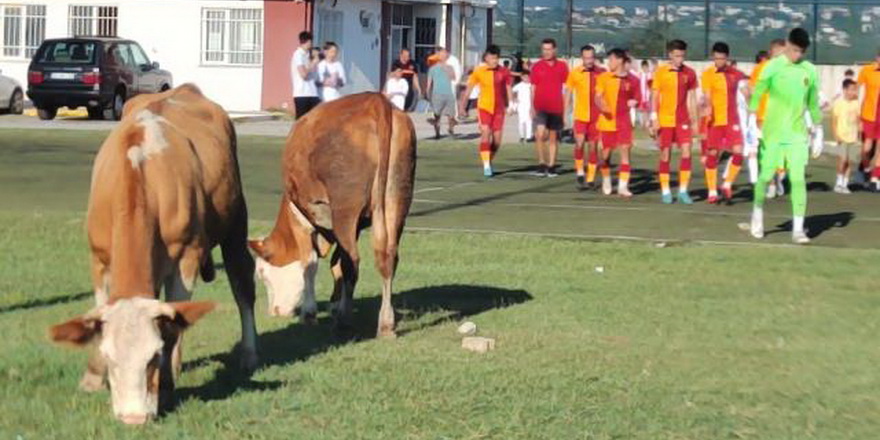 Futbolcularla inekler aynı karede
